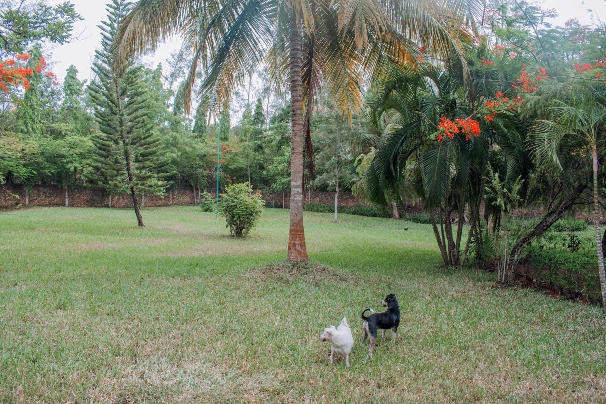 Kijani Cottages In Diani Diani Beach Buitenkant foto